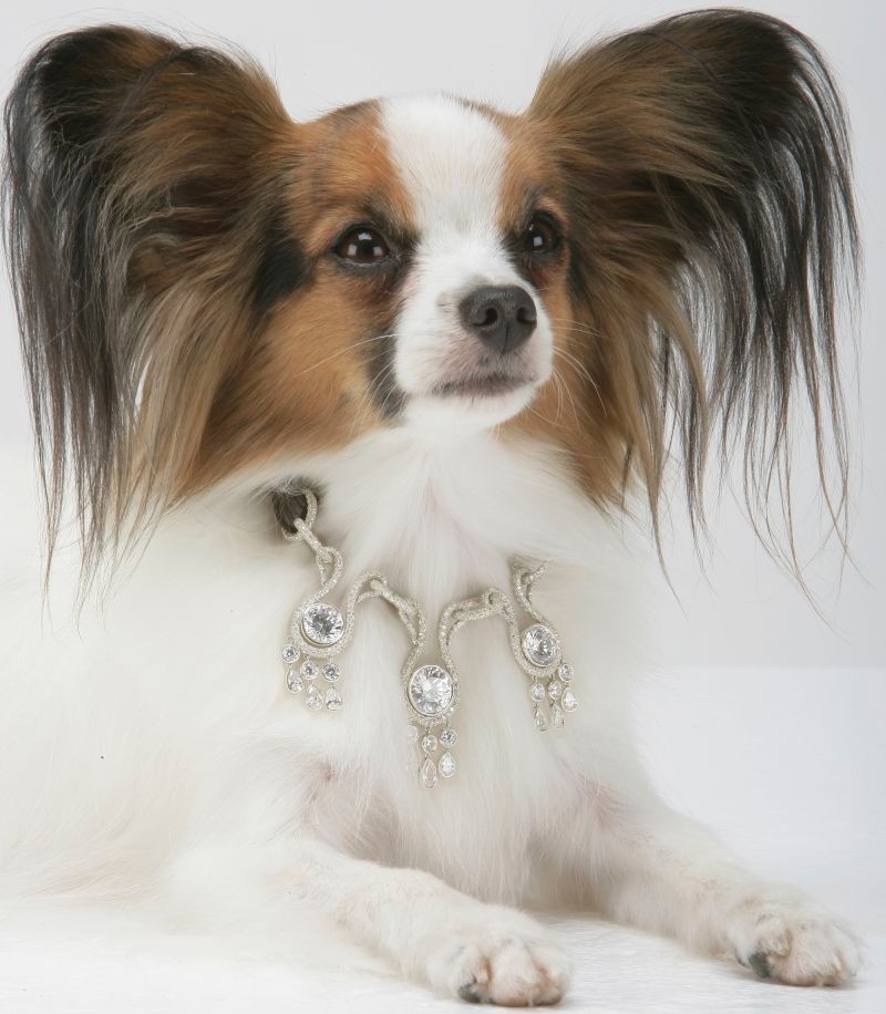 amour-amour-worlds-most-expensive-dog-collar